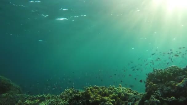 Recifes de coral e peixes tropicais. — Vídeo de Stock