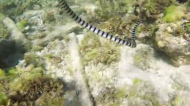 Denizde şeritli deniz yılanı