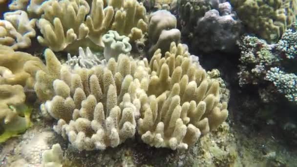 Soft corals in tropical sea — Stock Video