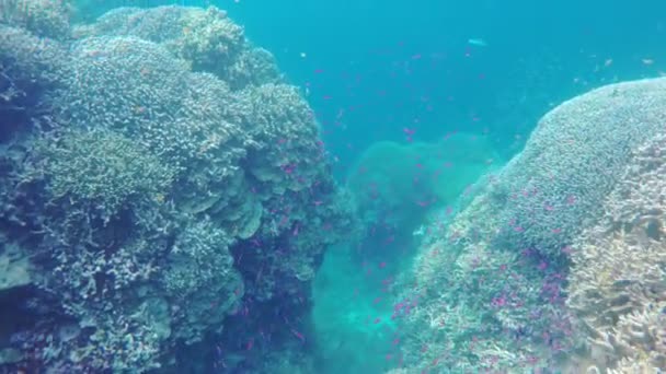 Recifes de coral e peixes tropicais. — Vídeo de Stock