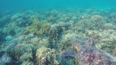 Tropikal deniz deniz kaplumbağası