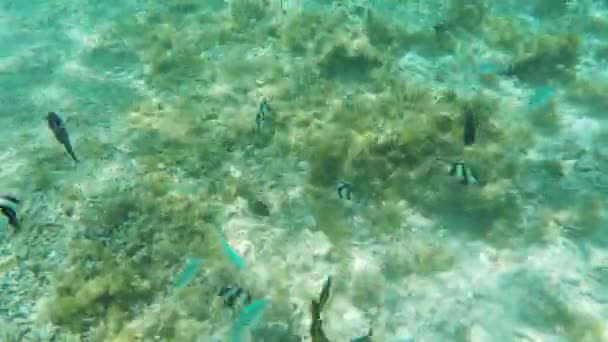 Mercan resifi ve tropikal balıklar. — Stok video