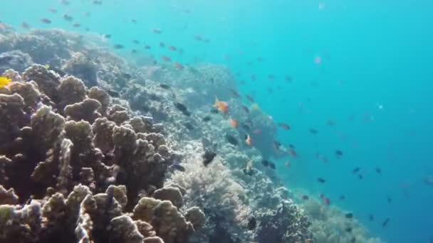 Кораловий риф і тропічна риба . — стокове відео