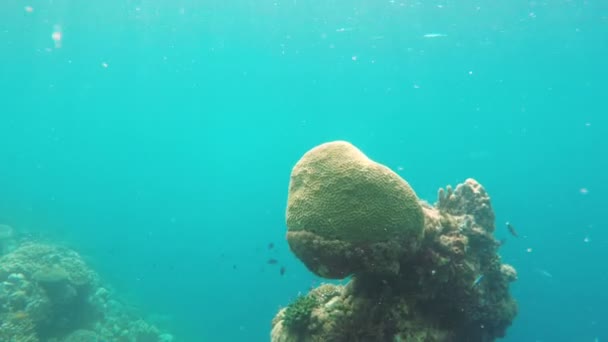 Recifes de coral e peixes tropicais. — Vídeo de Stock