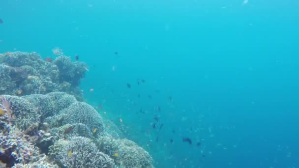 Barriera corallina e pesci tropicali. — Video Stock