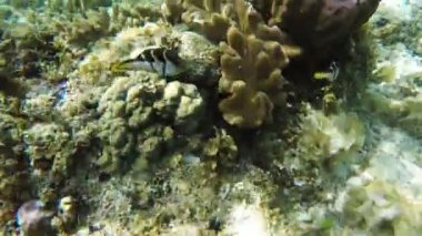 Mercan resifi ve tropikal balıklar.