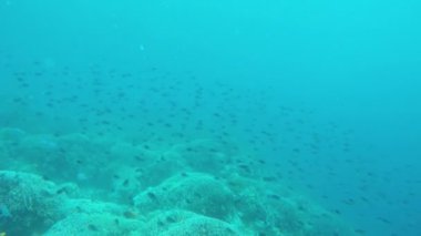 Mercan resifi ve tropikal balıklar.