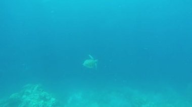 Tropikal deniz deniz kaplumbağası