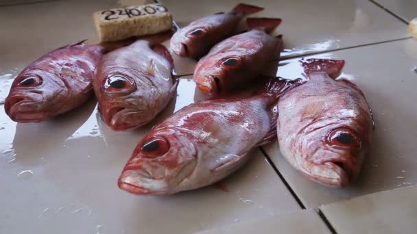 čerstvé ryby na trhu