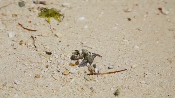 Malá poustevnický krab v písku. — Stock video