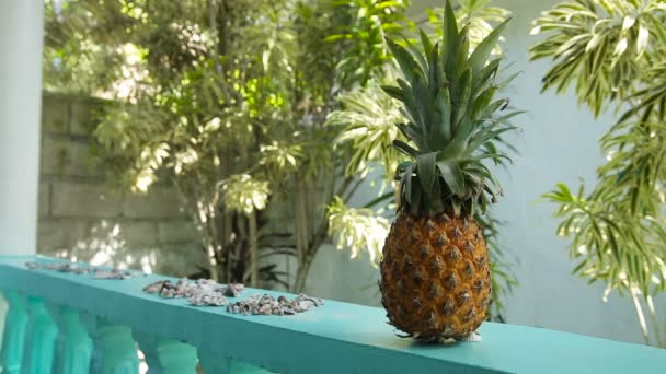屋外の新鮮なパイナップル — ストック動画