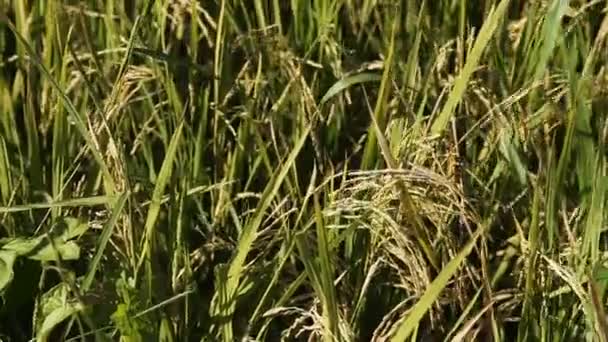 Close-up van rijst op plantage — Stockvideo