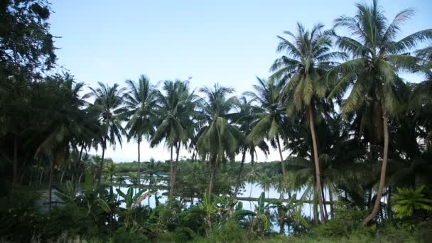 Coconut palm bomen plantage in Filippijnen — Stockvideo