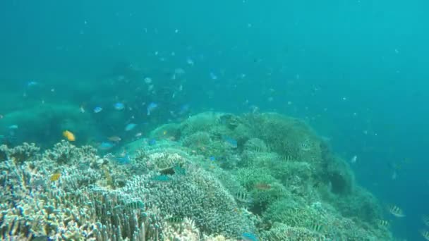 Arrecife de coral y peces tropicales. — Vídeo de stock