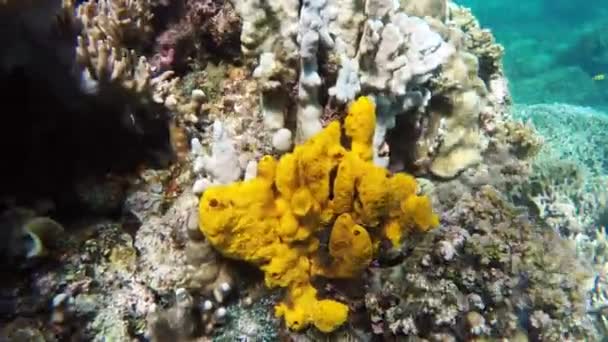 Κοραλλιογενή ύφαλο και τροπικά ψάρια. — Αρχείο Βίντεο