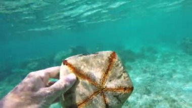 bir denizyıldızı tutan tüplü dalgıç