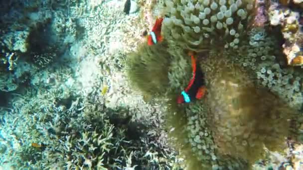 Морские анемоны и рыбы-клоуны — стоковое видео
