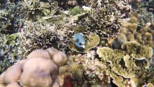 Arrecife de coral y peces tropicales. — Vídeo de stock