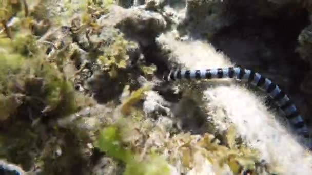 Banded Sea Snake in sea — Stock Video