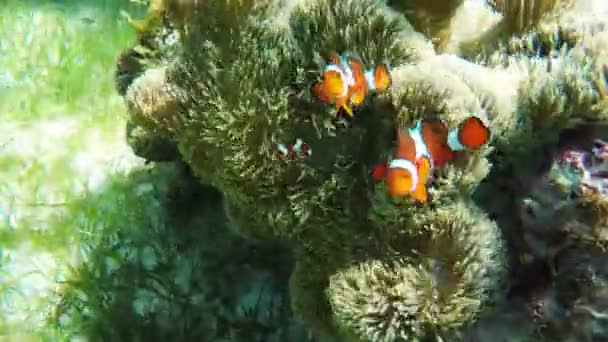 Anêmona do mar e peixe-palhaço — Vídeo de Stock