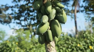 Ağaçta yeşil papaya