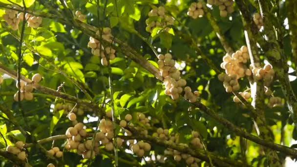 Тропические фруктовые ланзоны, лангсат . — стоковое видео