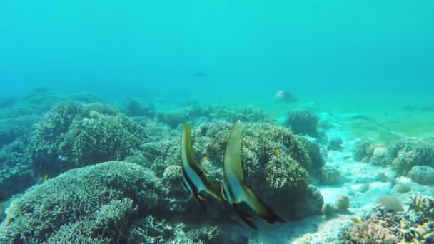 Кораловий риф і тропічна риба . — стокове відео