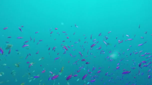 Arrecife de coral y peces tropicales. — Vídeos de Stock