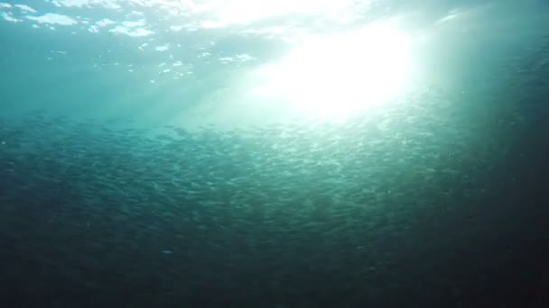 Arrecife de coral y peces tropicales. — Vídeos de Stock