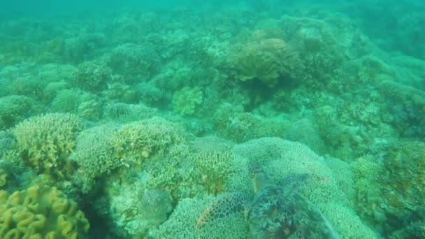 Tropikal deniz deniz kaplumbağası — Stok video