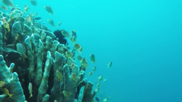 Coral reef and tropical Fish. — Stock Video