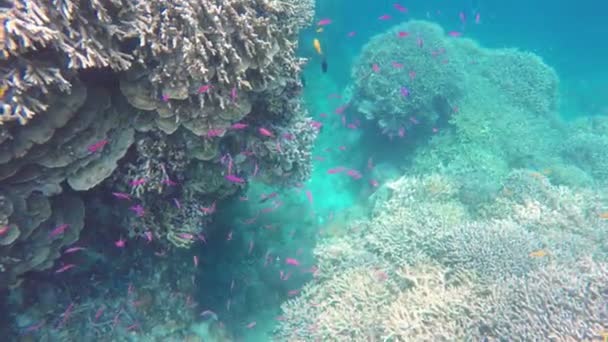 珊瑚礁和热带鱼类. — 图库视频影像