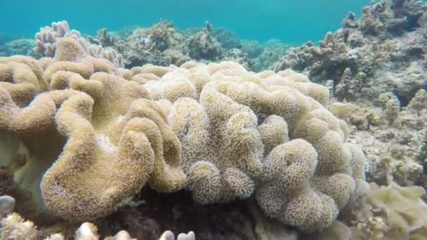 Soft corals in tropical sea — Stock Video