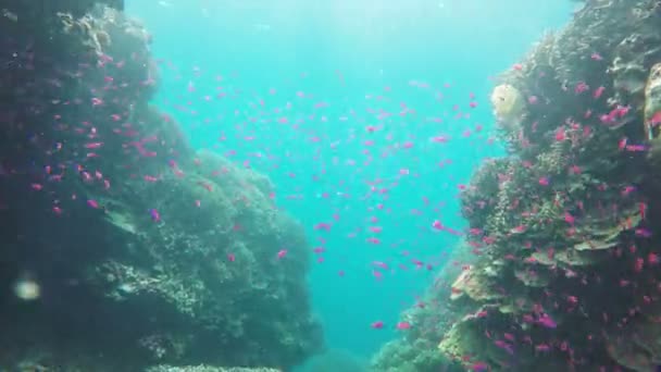 Arrecife de coral y peces tropicales. — Vídeo de stock