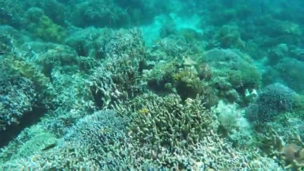 Recifes de coral e peixes tropicais. — Vídeo de Stock