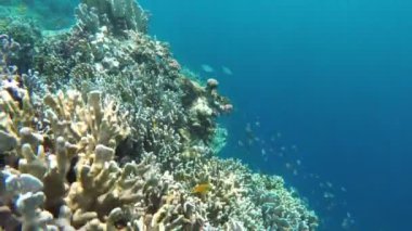 Mercan resifi ve tropikal balıklar.