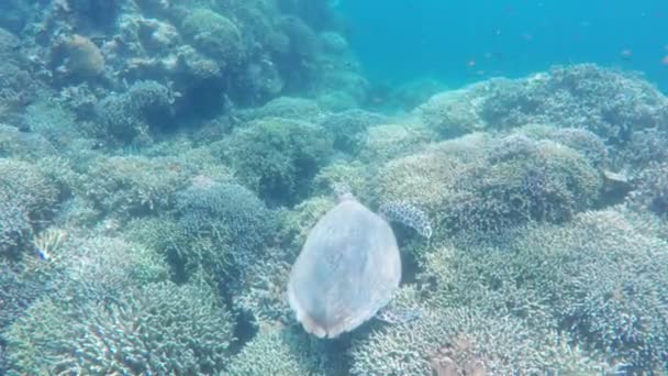 Морская черепаха в тропическом море — стоковое видео