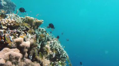 Mercan resifi ve tropikal balıklar.