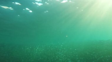 Mercan resifi ve tropikal balıklar.