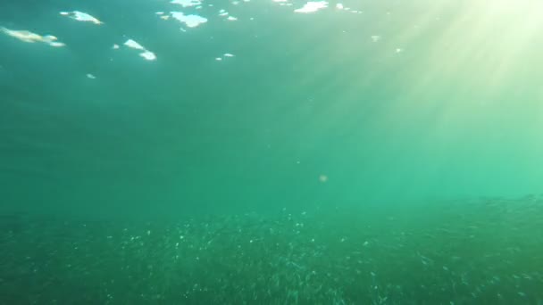 Karang karang dan ikan tropis. — Stok Video
