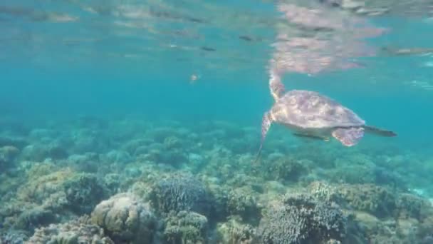 Zeeschildpad in de tropische zee — Stockvideo