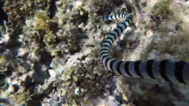 Serpiente de mar con bandas en el mar — Vídeo de stock