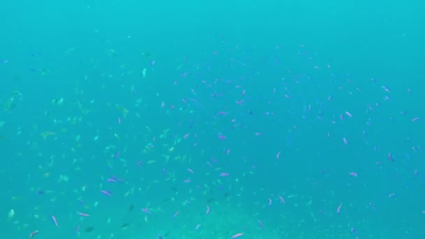 Récif corallien et poissons tropicaux. — Video