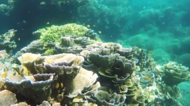 Mercan resifi ve tropikal balıklar.