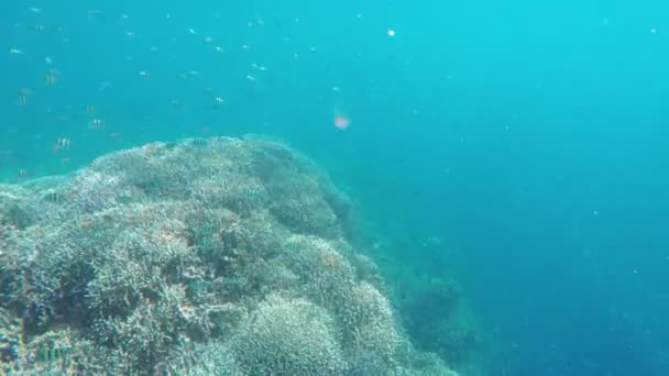 Recifes de coral e peixes tropicais. — Vídeo de Stock