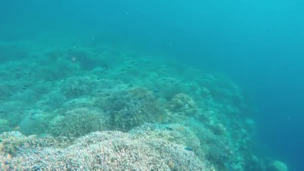 Arrecife de coral y peces tropicales. — Vídeos de Stock