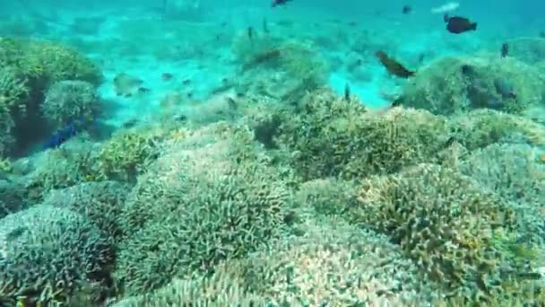 Arrecife de coral y peces tropicales. — Vídeo de stock