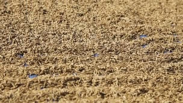 El arroz se seca en la carretera al aire libre . — Vídeos de Stock