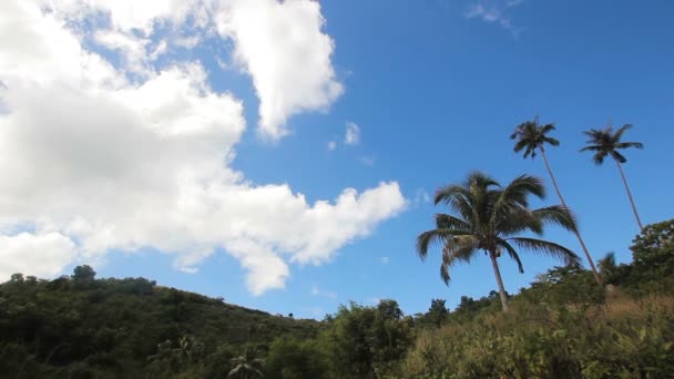 Пейзаж з кокосовими деревами і горами — стокове відео