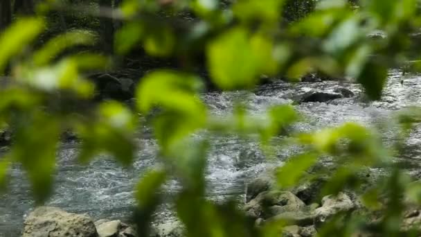 Ποταμός στο τροπικό δάσος στο Cebu Φιλιππίνες — Αρχείο Βίντεο